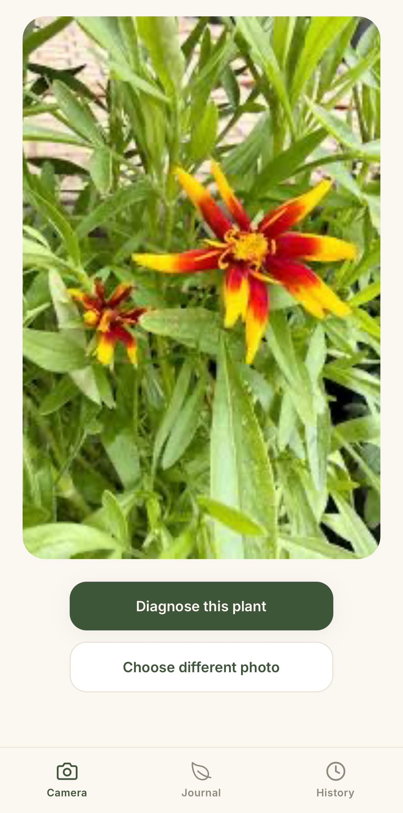 Leafic camera screen diagnosing a plant