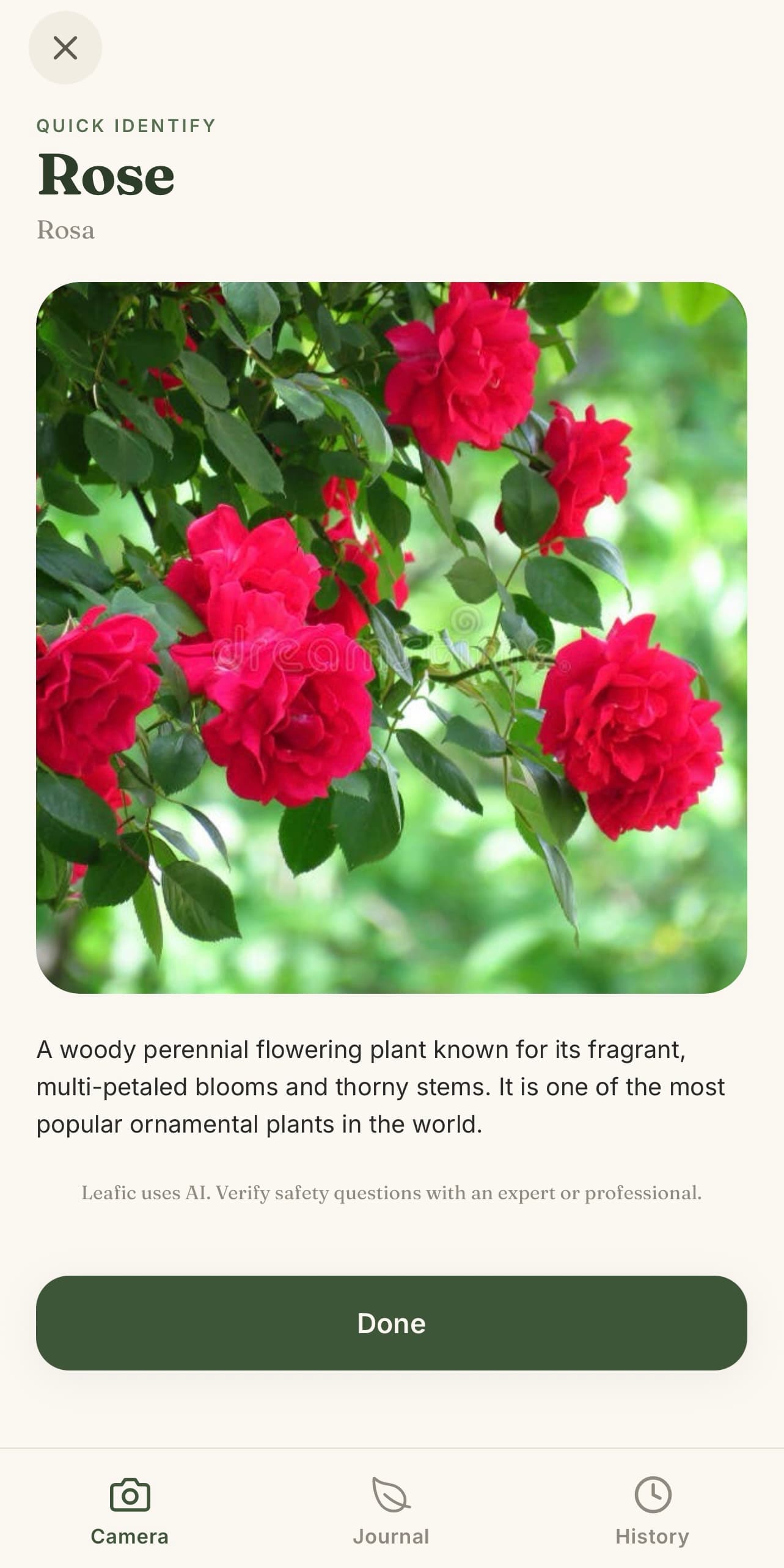 Leafic quick identify screen showing a Rose